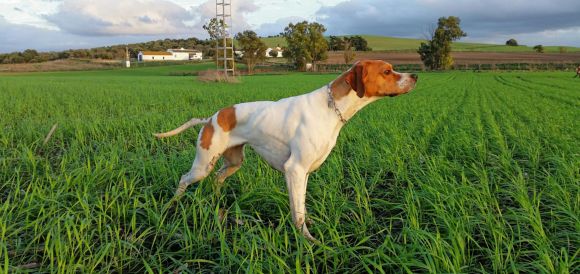 Risultati immagini per perros de caza